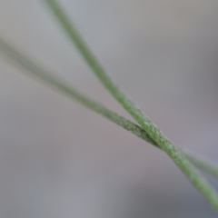 Plantago lanceolata at Wamboin, NSW - 7 Dec 2018