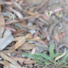 Plantago lanceolata at Wamboin, NSW - 7 Dec 2018