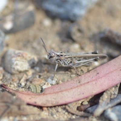 Austroicetes pusilla (Grasshopper, Locust) at QPRC LGA - 7 Dec 2018 by natureguy