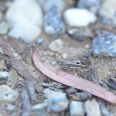 Austroicetes pusilla at Wamboin, NSW - 7 Dec 2018