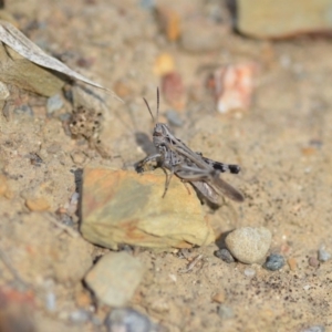 Austroicetes pusilla at Wamboin, NSW - 7 Dec 2018 07:03 PM