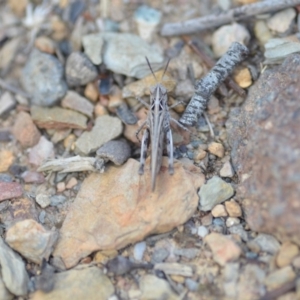 Austroicetes pusilla at Wamboin, NSW - 7 Dec 2018