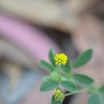 Trifolium campestre (Hop Clover) at QPRC LGA - 7 Dec 2018 by natureguy