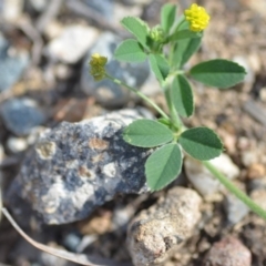 Trifolium campestre at Wamboin, NSW - 7 Dec 2018