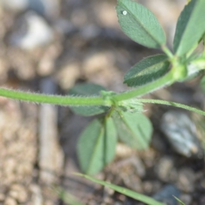 Trifolium campestre at Wamboin, NSW - 7 Dec 2018