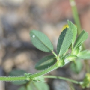 Trifolium campestre at Wamboin, NSW - 7 Dec 2018