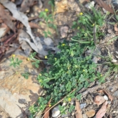 Trifolium campestre at Wamboin, NSW - 7 Dec 2018