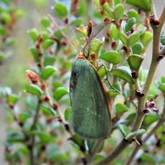 Mixochroa gratiosata (A geometerid moth) at Namadgi National Park - 20 Feb 2019 by JohnBundock