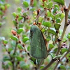 Mixochroa gratiosata (A geometerid moth) at Cotter River, ACT - 21 Feb 2019 by JohnBundock