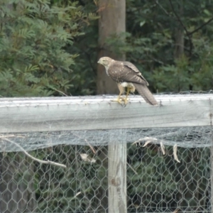 Accipiter fasciatus at Morton, NSW - 20 Feb 2019