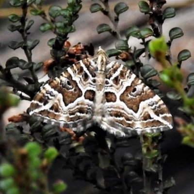 Chrysolarentia interruptata (Boxed Carpet Moth) at Cotter River, ACT - 20 Feb 2019 by JohnBundock