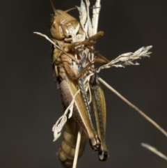 Praxibulus sp. (genus) (A grasshopper) at Namadgi National Park - 21 Feb 2019 by JudithRoach