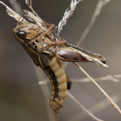 Praxibulus sp. (genus) at Cotter River, ACT - 21 Feb 2019 04:02 PM