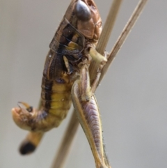 Praxibulus sp. (genus) at Cotter River, ACT - 21 Feb 2019