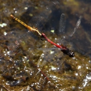 Diplacodes melanopsis at Batemans Bay, NSW - 18 Feb 2019