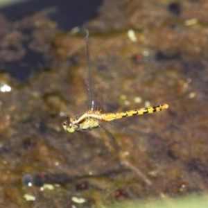 Diplacodes melanopsis at Batemans Bay, NSW - 18 Feb 2019 11:51 AM