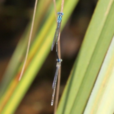 Austroagrion watsoni (Eastern Billabongfly) at Batemans Bay, NSW - 18 Feb 2019 by HarveyPerkins