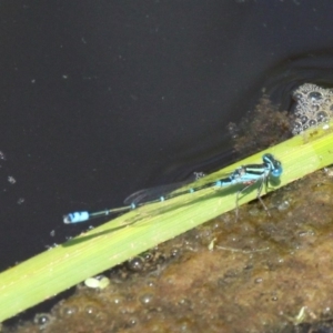 Austroagrion watsoni at Batemans Bay, NSW - 18 Feb 2019