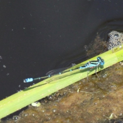 Austroagrion watsoni (Eastern Billabongfly) at Batemans Bay, NSW - 18 Feb 2019 by HarveyPerkins