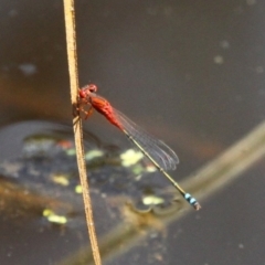 Xanthagrion erythroneurum (Red & Blue Damsel) at Batemans Bay, NSW - 18 Feb 2019 by HarveyPerkins