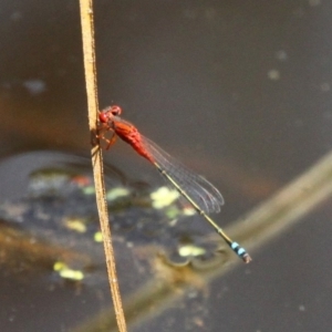 Xanthagrion erythroneurum at Batemans Bay, NSW - 18 Feb 2019 11:55 AM