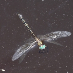 Hemicordulia australiae (Australian Emerald) at Batemans Bay, NSW - 18 Feb 2019 by HarveyPerkins