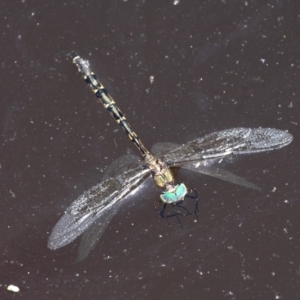 Hemicordulia australiae at Batemans Bay, NSW - 18 Feb 2019 12:04 PM