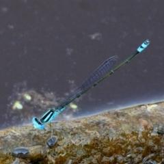 Pseudagrion microcephalum (Blue Riverdamsel) at Batemans Bay, NSW - 18 Feb 2019 by HarveyPerkins