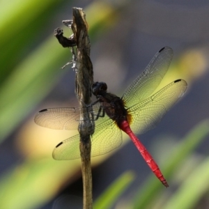 Orthetrum villosovittatum at Batemans Bay, NSW - 18 Feb 2019 12:24 PM