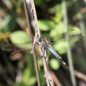 Orthetrum caledonicum at Batemans Bay, NSW - 18 Feb 2019