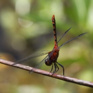 Diplacodes melanopsis at Batemans Bay, NSW - 18 Feb 2019