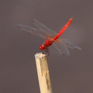 Diplacodes haematodes at Batemans Bay, NSW - 18 Feb 2019