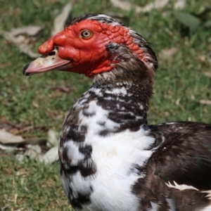 Cairina moschata at Batemans Bay, NSW - 18 Feb 2019 11:38 AM