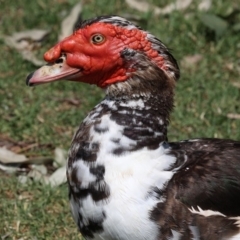 Cairina moschata (Domestic) (Muscovy Duck (Domestic Type)) at Batemans Bay, NSW - 18 Feb 2019 by HarveyPerkins