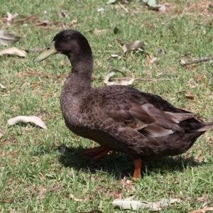 Anas platyrhynchos at Batemans Bay, NSW - 18 Feb 2019 11:38 AM