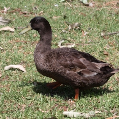 Anas platyrhynchos (Mallard (Domestic Type)) at Batemans Bay, NSW - 18 Feb 2019 by HarveyPerkins