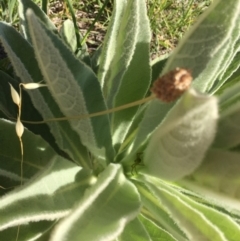 Verbascum thapsus subsp. thapsus (Great Mullein, Aaron's Rod) at Kambah, ACT - 23 Nov 2018 by RohanT