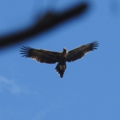 Aquila audax (Wedge-tailed Eagle) at ANBG - 21 Feb 2019 by HelenCross