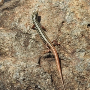 Ctenotus taeniolatus at Acton, ACT - 21 Feb 2019