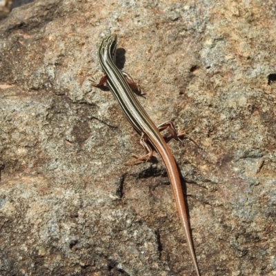 Ctenotus taeniolatus (Copper-tailed Skink) at ANBG - 21 Feb 2019 by HelenCross