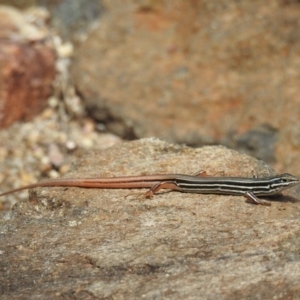 Ctenotus taeniolatus at Acton, ACT - 21 Feb 2019 12:37 PM