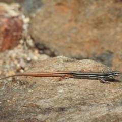 Ctenotus taeniolatus at Acton, ACT - 21 Feb 2019