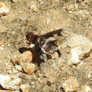 Balaana sp. (genus) at Acton, ACT - 21 Feb 2019 12:42 PM