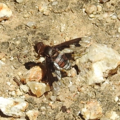 Balaana sp. (genus) (Bee Fly) at ANBG - 21 Feb 2019 by HelenCross