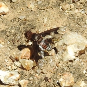 Balaana sp. (genus) at Acton, ACT - 21 Feb 2019