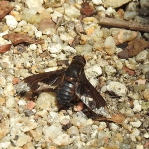 Balaana sp. (genus) at Acton, ACT - 21 Feb 2019 12:42 PM