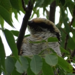 Eudynamys orientalis (Pacific Koel) at Griffith, ACT - 21 Feb 2019 by roymcd