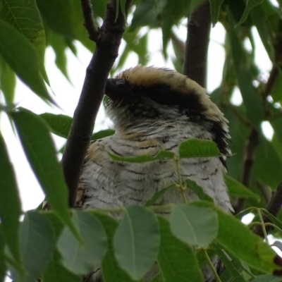 Eudynamys orientalis (Pacific Koel) at Griffith, ACT - 21 Feb 2019 by roymcd