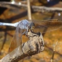 Orthetrum caledonicum (Blue Skimmer) at Banks, ACT - 21 Feb 2019 by roymcd