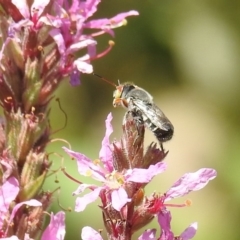 Megachile aurifrons (Golden-browed Resin Bee) at Acton, ACT - 21 Feb 2019 by HelenCross